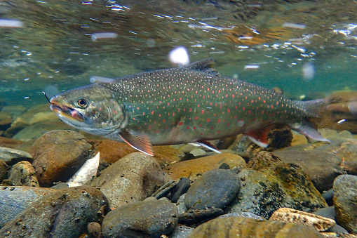 Single trout swimming in blue, green   water in stream or lake with water bubbles