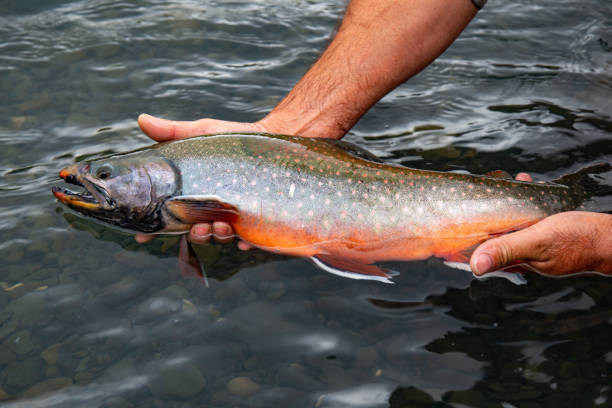 Wild dolly varden char in the Russian River, Alaska Underwater view of fly fishing bull trout stock pictures, royalty-free photos & images