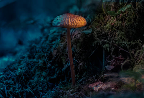 Magical fairytale Light painting in the Forest of the mushroom hypha stock pictures, royalty-free photos & images