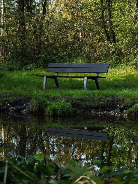 un banc de parc se reflète dans l’eau d’un étang dans la forêt. - bench forest pond autumn photos et images de collection