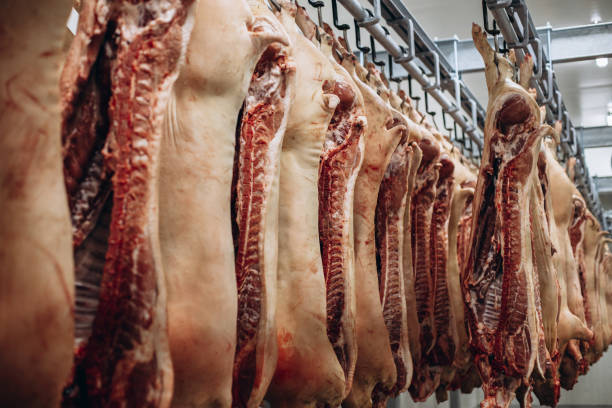 rohes schweinefleisch, das im gefrierschrank hängt - slaughterhouse stock-fotos und bilder