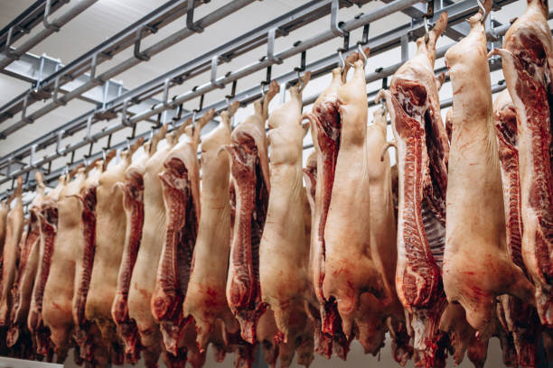 istock Raw pork meat hanging at the freezer 1425613575