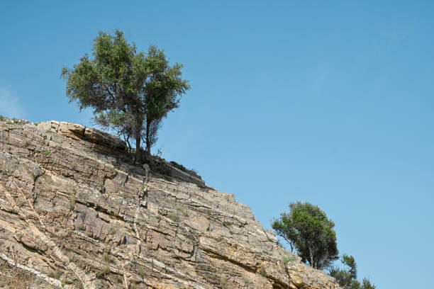 Ai-Petri. Crimea. Russia. Rock in the forest more often in summer.