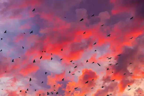 Ominous birds are circling in the sky. Disturbing sunset sky with a flock of black gloomy birds. Dramatic sky with clouds and a flock of black crows - expect trouble.