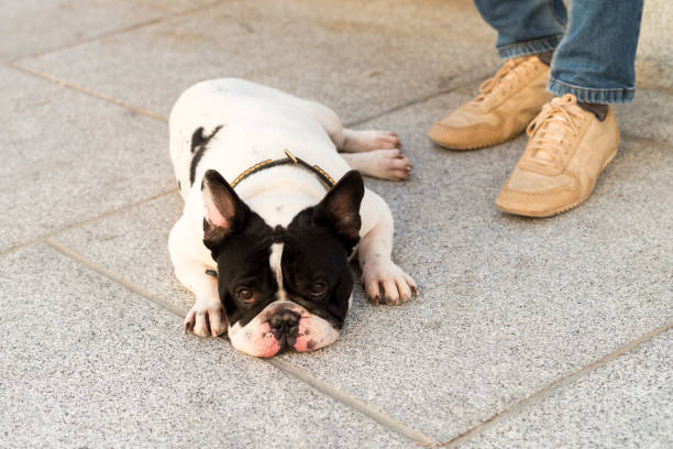 istock Dog lying on the ground. 1425617740