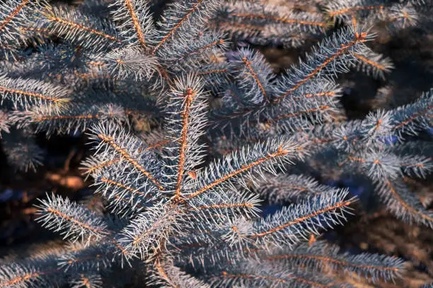 Blue spruce tree branches. Nature background