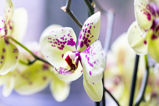 Orchids are plants that belong to the family Orchidaceae, a diverse and widespread group of flowering plants with blooms that are often colourful and fragrant.