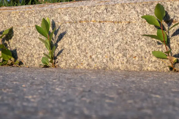 Young plants growing between asphalt and stone. Survival concept. Selective focus