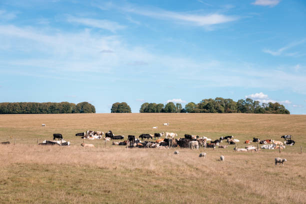 istock Cows and Sheep, animals in the grass field, Autumn 1425620194