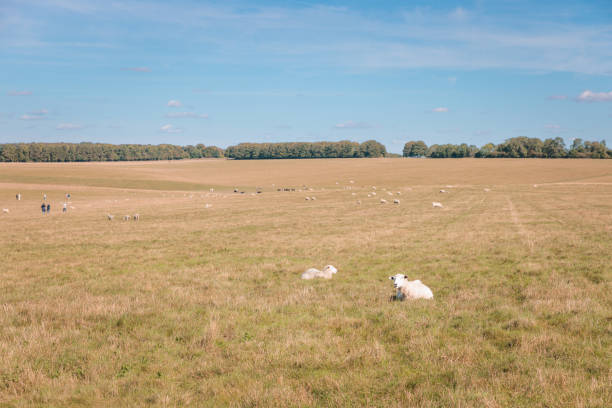 Sheep in the grass field, autumn, England