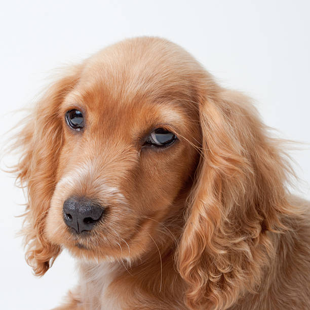 istock Dog Cocker spaniel puppy portrait 142562251