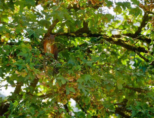 istock Squirrel in a tree at the end of Summer 1425623123