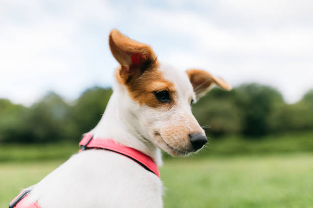 A portrait of a beautiful dog outdoor in the public park. Animal themes.