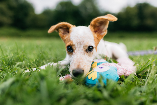 A cute Jack Russel Terrier dog lying in the grass with the pet’s toy, close-up view