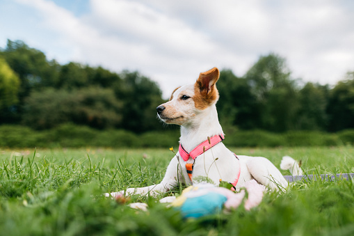 A cute obedience Jack Russel Terrier dog lying in the grass with the pet’s toy, close-up view