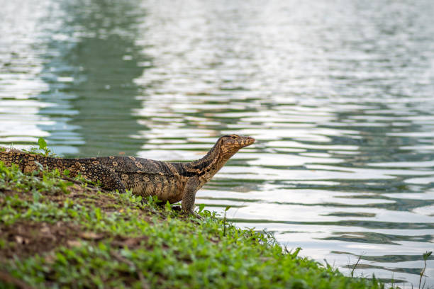 вараны у кромки воды в парке лумфини в бангкоке, таиланд - water monitor стоковые фото и изображения