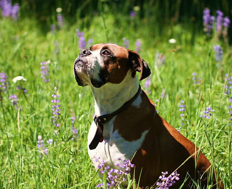 white and brown boxer dog sitting in a field of wild flowers