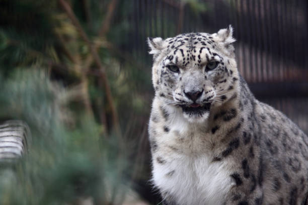 wildlife concept - close up portrait of snow leopard