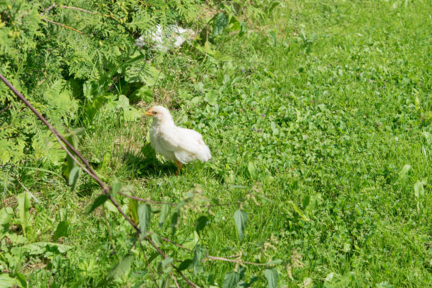 istock View of chickens running on the green grass 1425631500