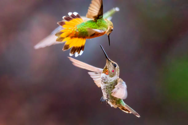 istock Hummingbird Wars II 1425631660