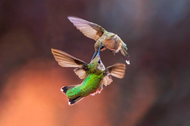 istock Hummingbird Wars III 1425631662