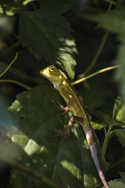 istock A green Indian Chameleon ( Chamaeleo zeylanicus) 1425632391