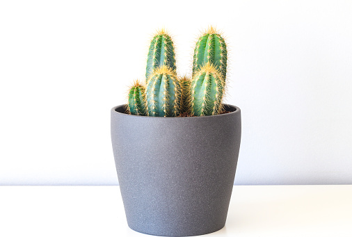 Trichocereus Spachianus cactus in ornamental flowerpot on white furniture against bright wall