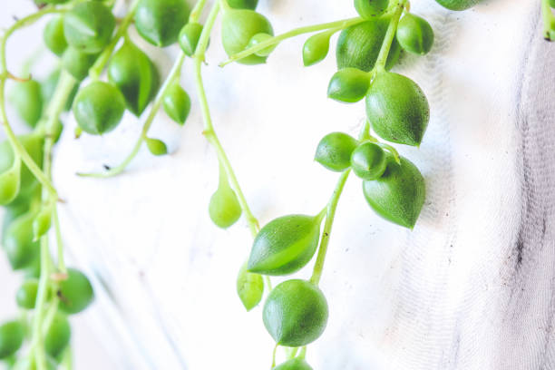Close up on string of pearls plant stock photo