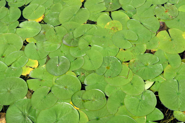 lily pads flotando en un estanque - foilage fotografías e imágenes de stock