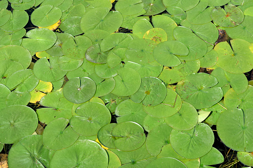 White water lilies blooming in the pond