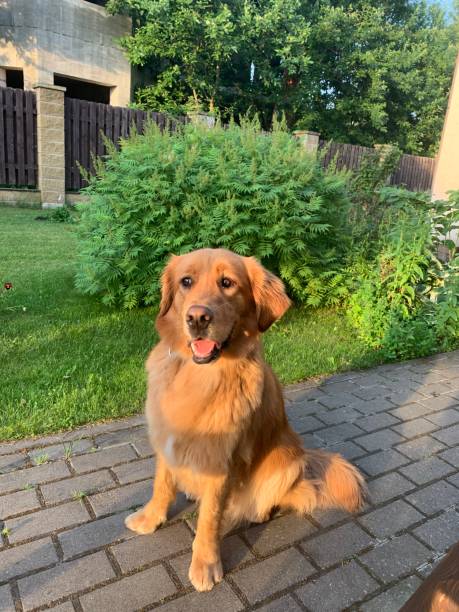 istock Dog in front of a hydrangea bush 1425634099