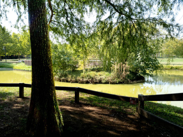 istock small lake in the park 1425635065