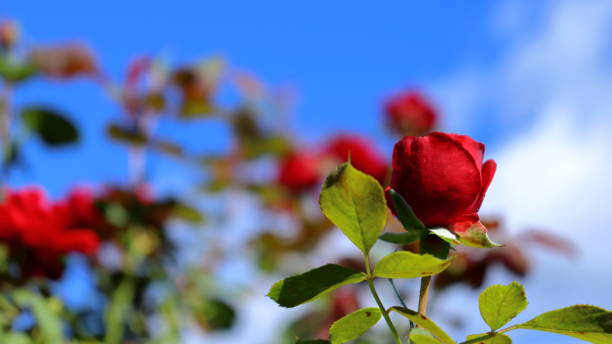 istock Romantic red Roses in the garden 1425637188