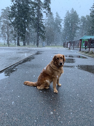 A golden retriever dog sits on the road under the first large snow that falls in flakes and remains on the fur with snowflakes against the backdrop of the forest
