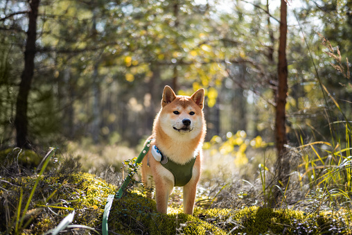 Cute 5 month old shiba inu puppy is standing on fallen mossy tree in the forest at sunny day.