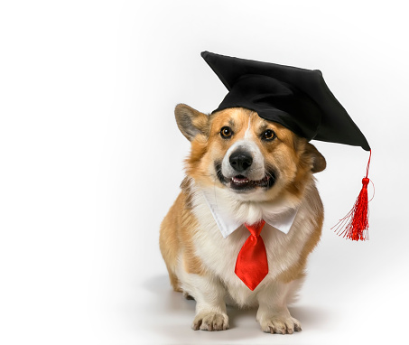 funny corgi dog puppy sitting on a white background in a student hat and red tie