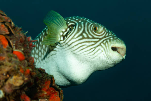 A white-spotted puffer fish, Arothron hispidus, swimming over a coral reef in the Red Sea, Egypt