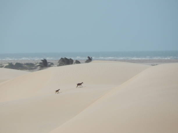 istock Goats in the dunes 1425639453