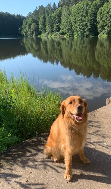 istock Golden retriever dog on next to water bodies 1425639617
