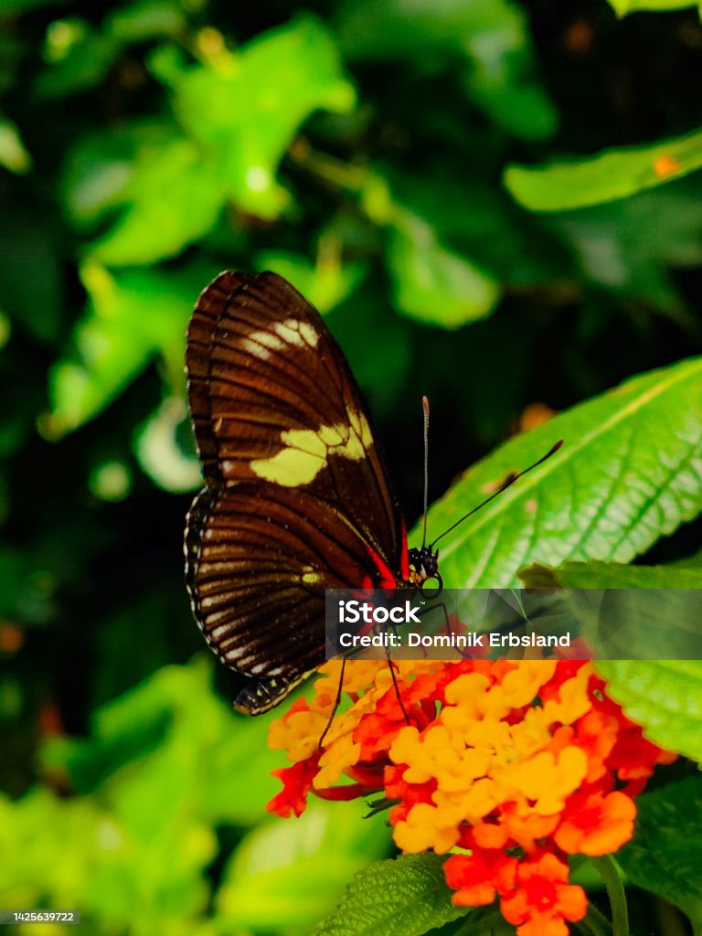 Butterfly resting on a flower A butterfly resting on a flower on Mainau Island on Lake Constance in Germany. Animal Stock Photo