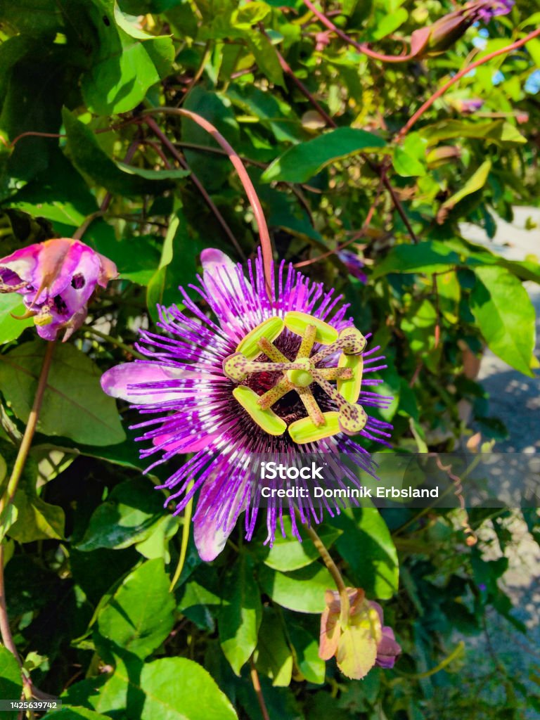 Blossoming Passion Fruit Flower A colorful blossoming passion fruit flower. Passion Fruit Stock Photo