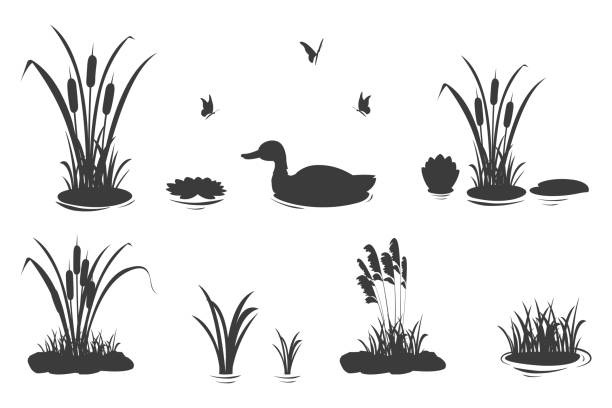ilustrações de stock, clip art, desenhos animados e ícones de silhouette elements of swamp grass with reeds and duck. set of vector illustrations of black shadows of lake and river vegetation. - bog