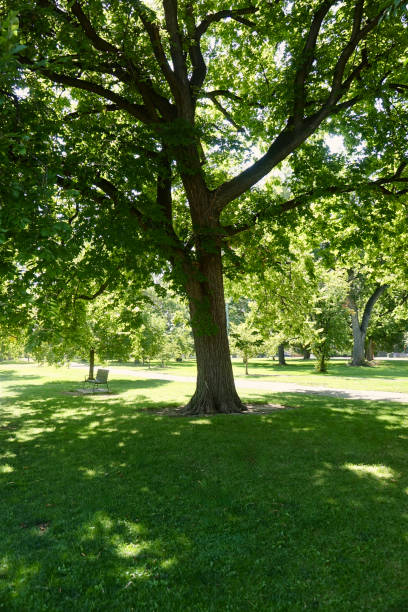 istock Large shade tree in the park on a sunny day 1425640079