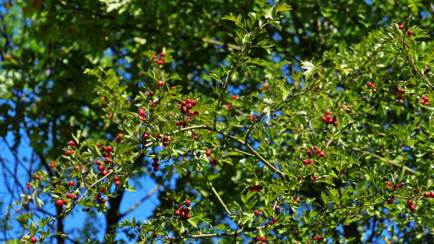 ramo de frutas hawthorn (crataegus) no outono - hawthorn berry fruit common fruit - fotografias e filmes do acervo