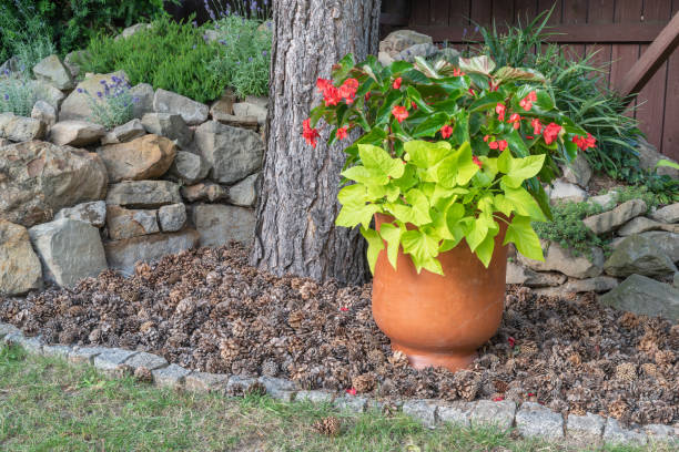 istock Flower potted plant in stone garden 1425642700