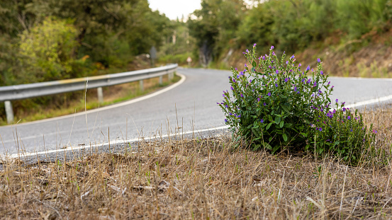 Plant that forces right on the edge of a mountain road