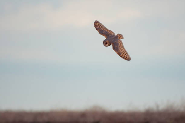 płomykówka tyto alba. latająca sowa na wolności - owl endangered species barn night zdjęcia i obrazy z banku zdjęć