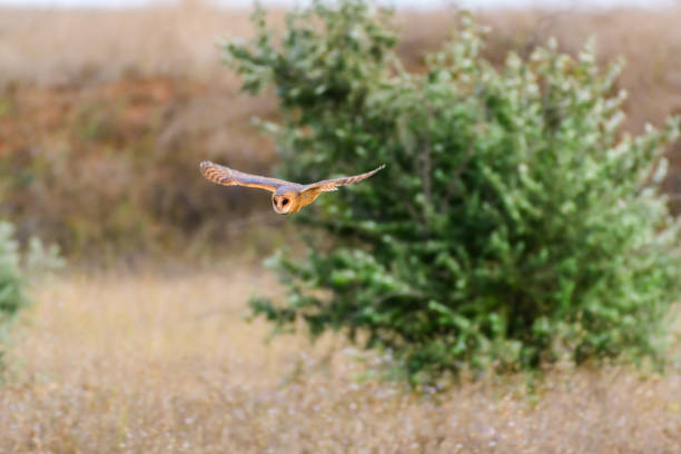 płomykówka tyto alba. latająca sowa na wolności - owl endangered species barn night zdjęcia i obrazy z banku zdjęć