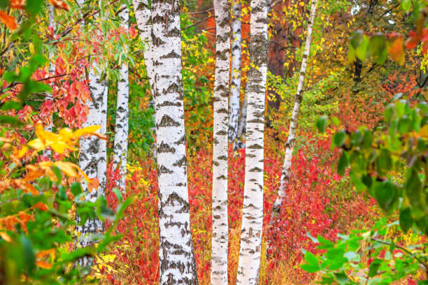 istock Birch grove on sunny autumn day 1425644609