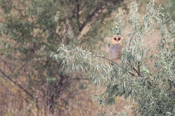 płomykówka tyto alba. ptak siedzi na gałęzi drzewa - owl endangered species barn night zdjęcia i obrazy z banku zdjęć